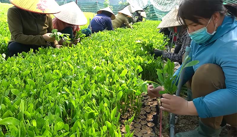 Cắm hom keo và bầu đất